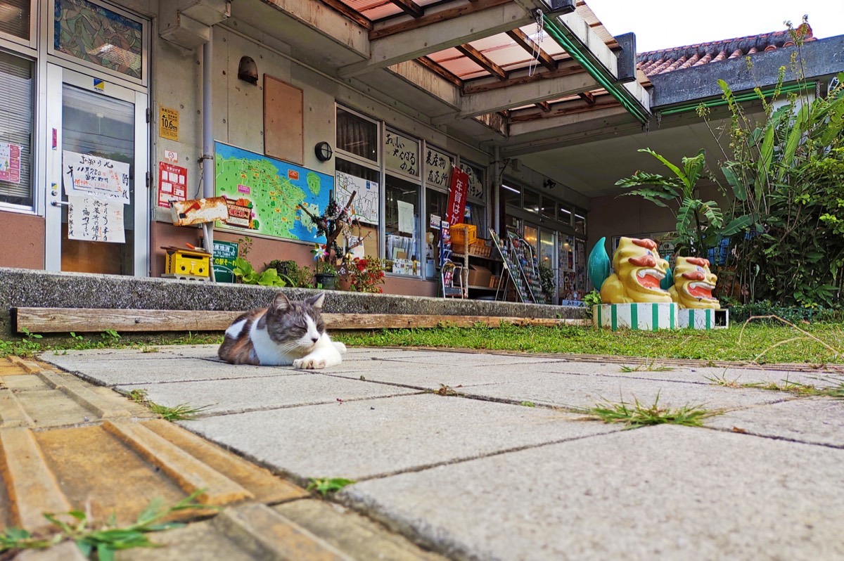 A cat asleep on the tiles outside Nakijin no Eki So-re, with shisa guardians and the market entrance behind