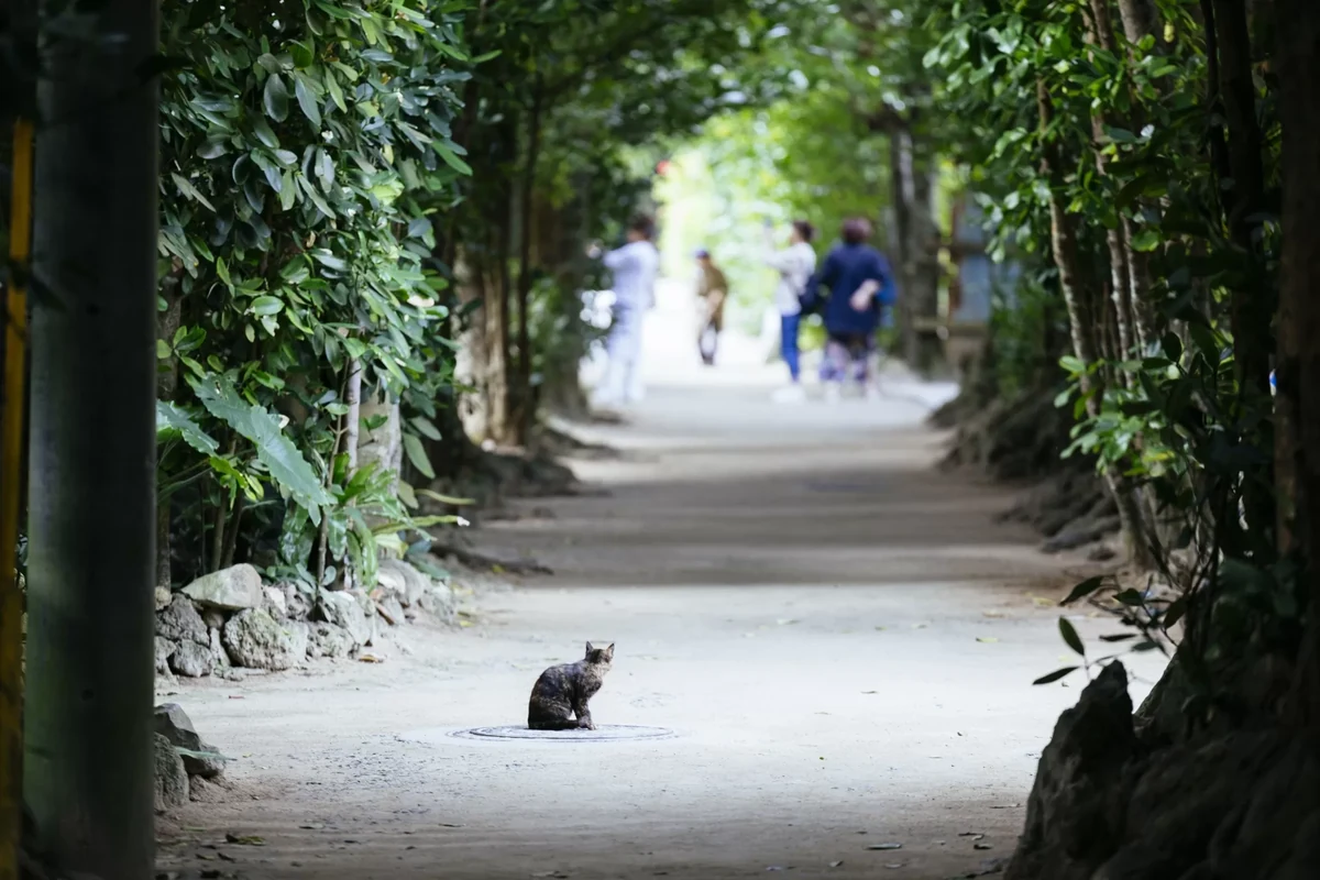 並木道に座る猫。奥に歩いている人の姿がぼんやり見える