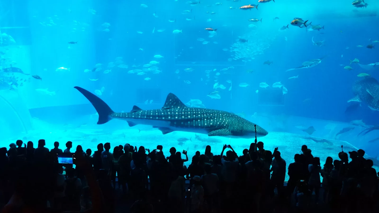 美ら海水族館の黒潮の海。大水槽の前に立つ人々のシルエットとジンベエザメ