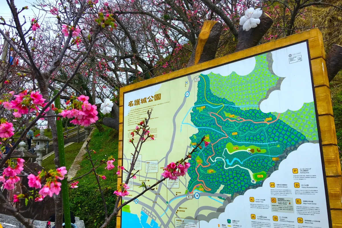 名護城公園の案内図と、その手前で咲く寒緋桜