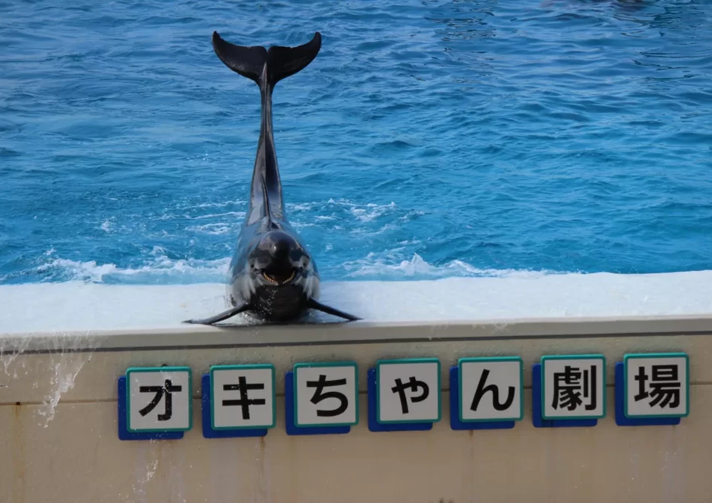 オキちゃん劇場の看板と、その上でポーズをとるイルカ