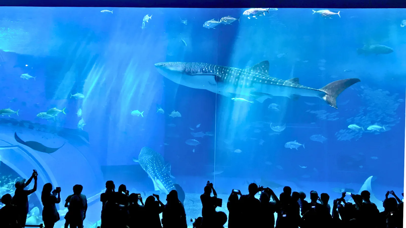 美ら海水族館の大水槽とジンベエザメ