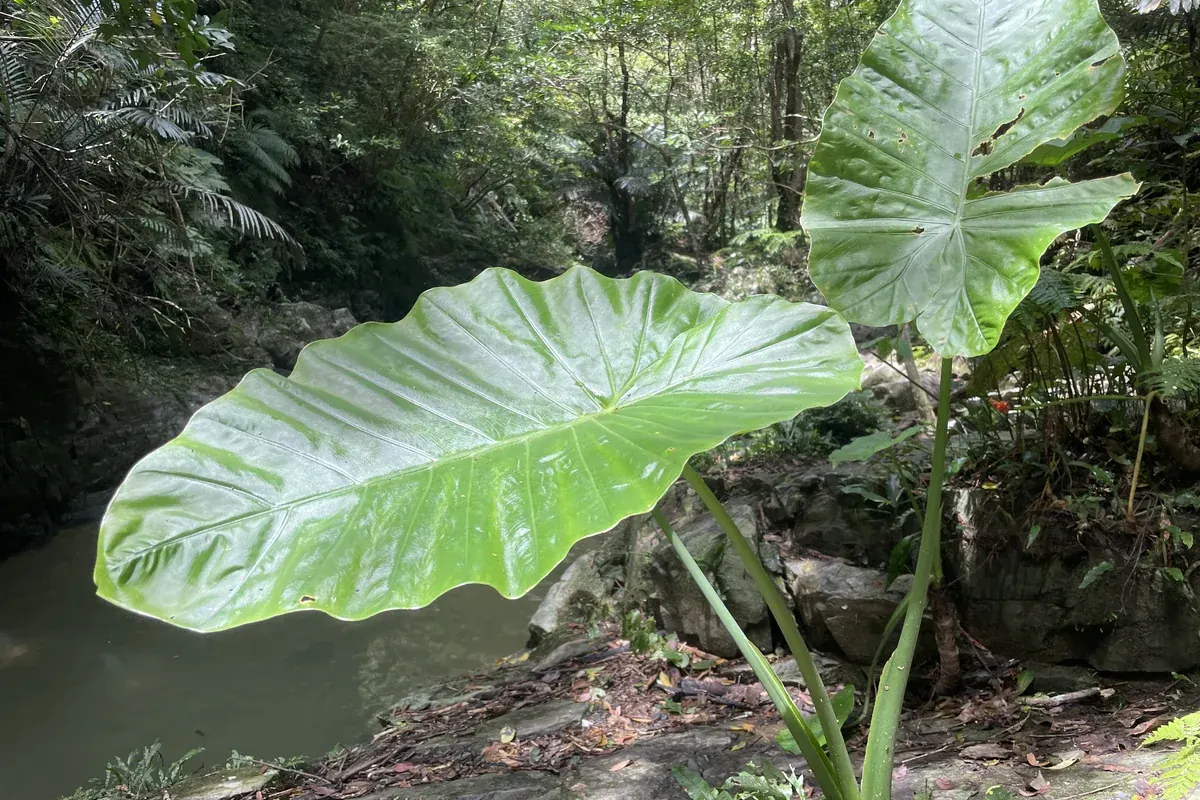 やんばるの渓流。水辺に育つクワズイモの大きな葉